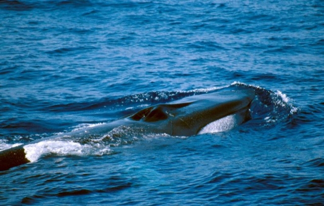  Sperm whale 